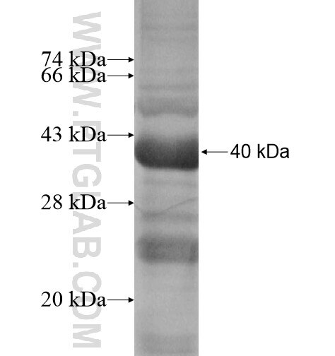 NECAB3 fusion protein Ag13493 SDS-PAGE