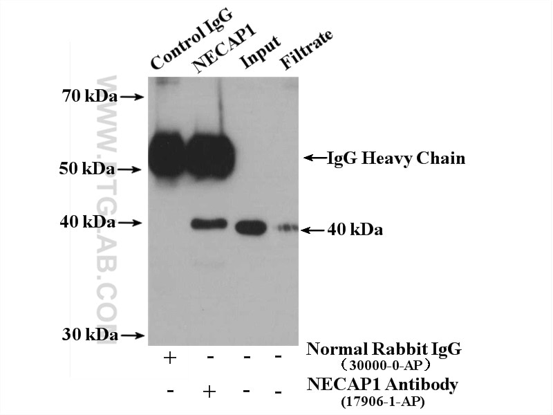 Immunoprecipitation (IP) experiment of mouse brain tissue using NECAP1 Polyclonal antibody (17906-1-AP)