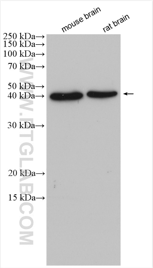 Western Blot (WB) analysis of various lysates using NECAP1 Polyclonal antibody (17906-1-AP)