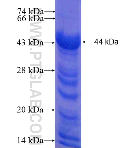 NECAP1 fusion protein Ag12283 SDS-PAGE