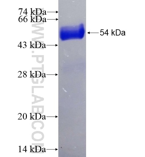 NECAP2 fusion protein Ag8721 SDS-PAGE