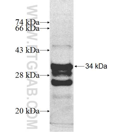 NECAP2 fusion protein Ag9094 SDS-PAGE