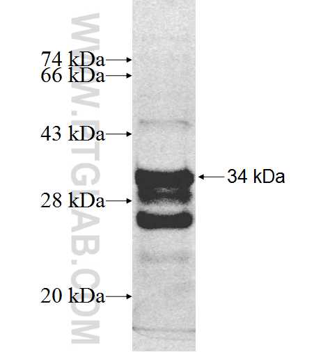 NECAP2 fusion protein Ag9094 SDS-PAGE