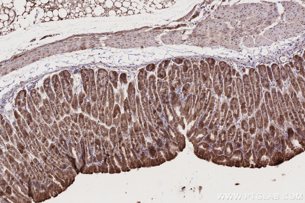 Immunohistochemistry (IHC) staining of mouse stomach tissue using NEDD1 Polyclonal antibody (13993-1-AP)
