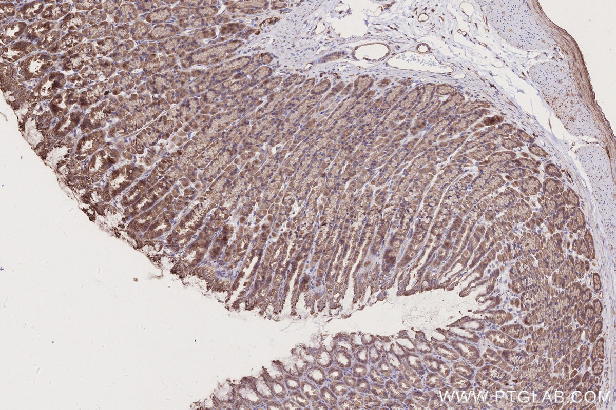Immunohistochemistry (IHC) staining of rat stomach tissue using NEDD1 Polyclonal antibody (13993-1-AP)