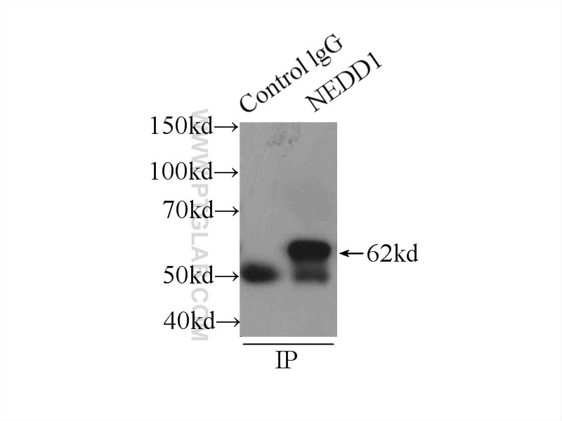 Immunoprecipitation (IP) experiment of HeLa cells using NEDD1 Polyclonal antibody (13993-1-AP)