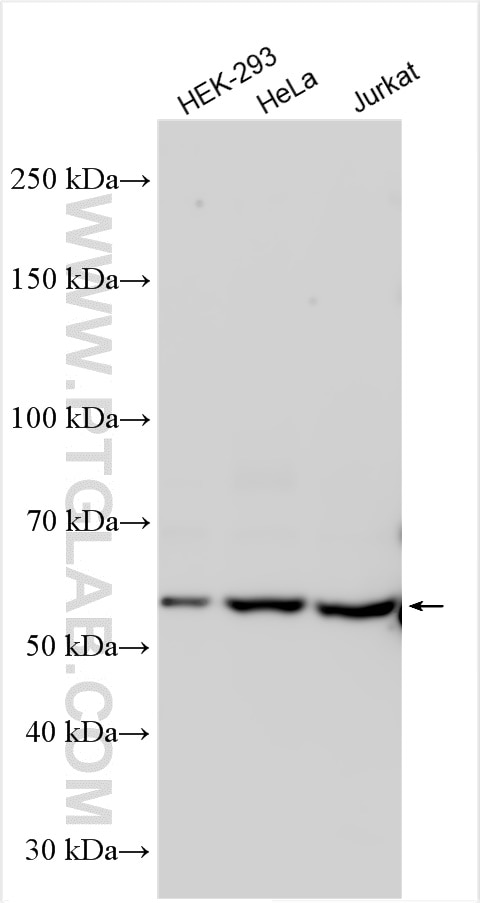 Western Blot (WB) analysis of various lysates using NEDD1 Polyclonal antibody (13993-1-AP)