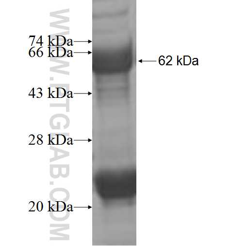 NEDD1 fusion protein Ag5077 SDS-PAGE