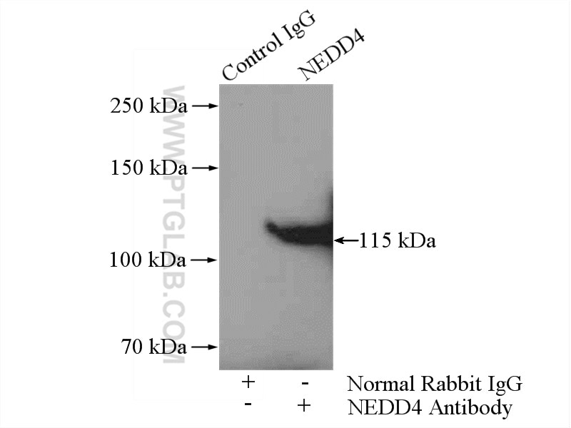 IP experiment of C6 using 21698-1-AP