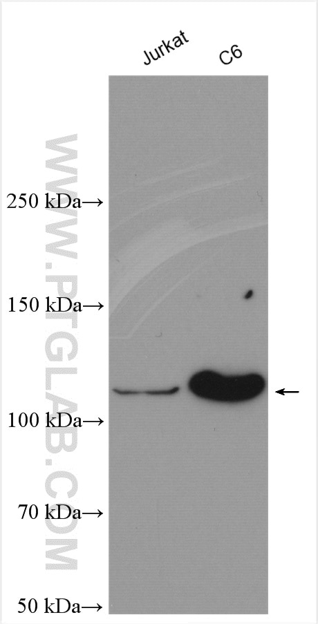 Western Blot (WB) analysis of various lysates using NEDD4 Polyclonal antibody (21698-1-AP)