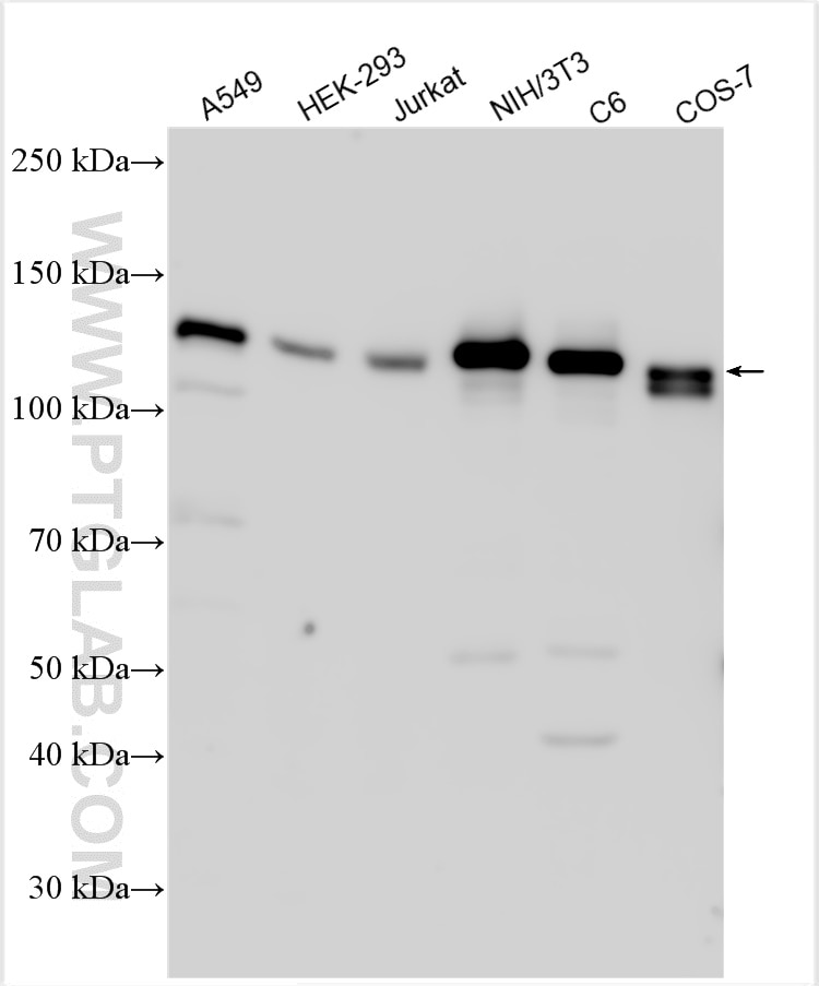 Western Blot (WB) analysis of various lysates using NEDD4 Polyclonal antibody (21698-1-AP)