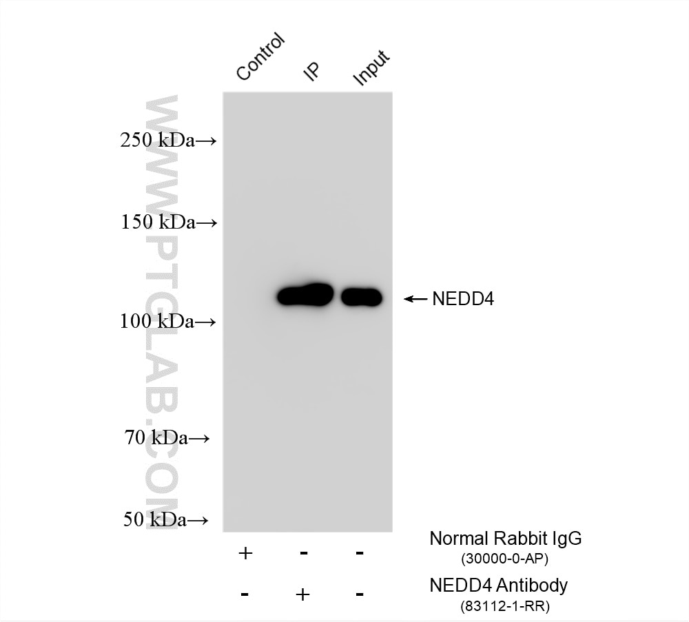 IP experiment of NIH/3T3 using 83112-1-RR Immunoprecipitation (IP) experiment of NIH/3T3 cells using NEDD4 Recombinant monoclonal antibody (83112-1-RR)