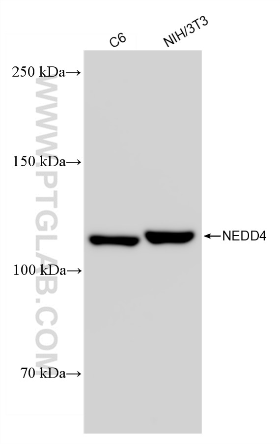 Western Blot (WB) analysis of various lysates using NEDD4 Recombinant antibody (83112-1-RR)