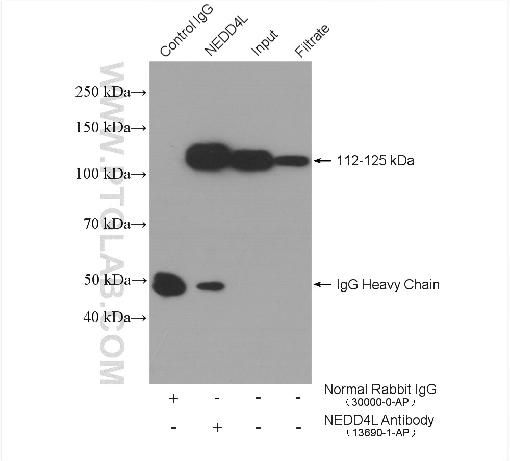 Immunoprecipitation (IP) experiment of C6 cells using NEDD4L Polyclonal antibody (13690-1-AP)