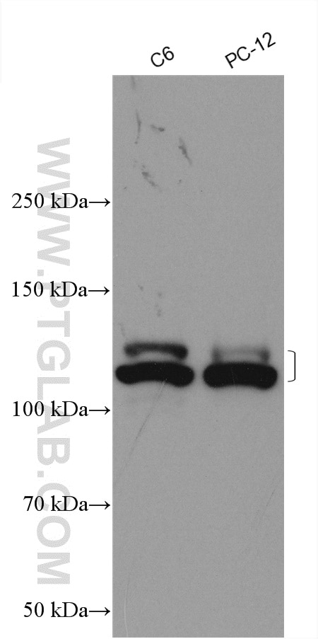 Western Blot (WB) analysis of various lysates using NEDD4L Polyclonal antibody (13690-1-AP)