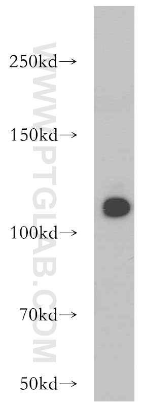 Western Blot (WB) analysis of C6 cells using NEDD4L Polyclonal antibody (13690-1-AP)