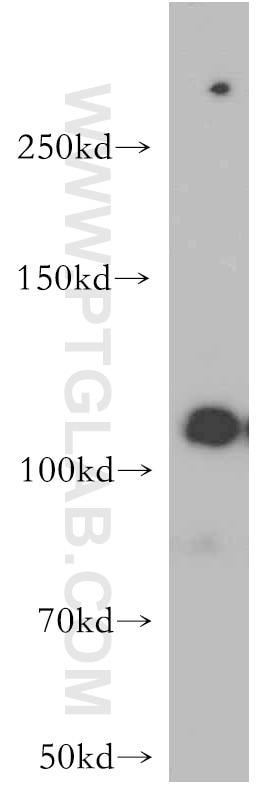 Western Blot (WB) analysis of HT-1080 cells using NEDD4L Polyclonal antibody (13690-1-AP)