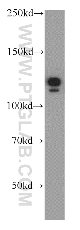 WB analysis of PC-3 using 13690-1-AP