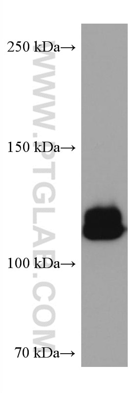 Western Blot (WB) analysis of NIH/3T3 cells using NEDD4L Monoclonal antibody (67276-1-Ig)
