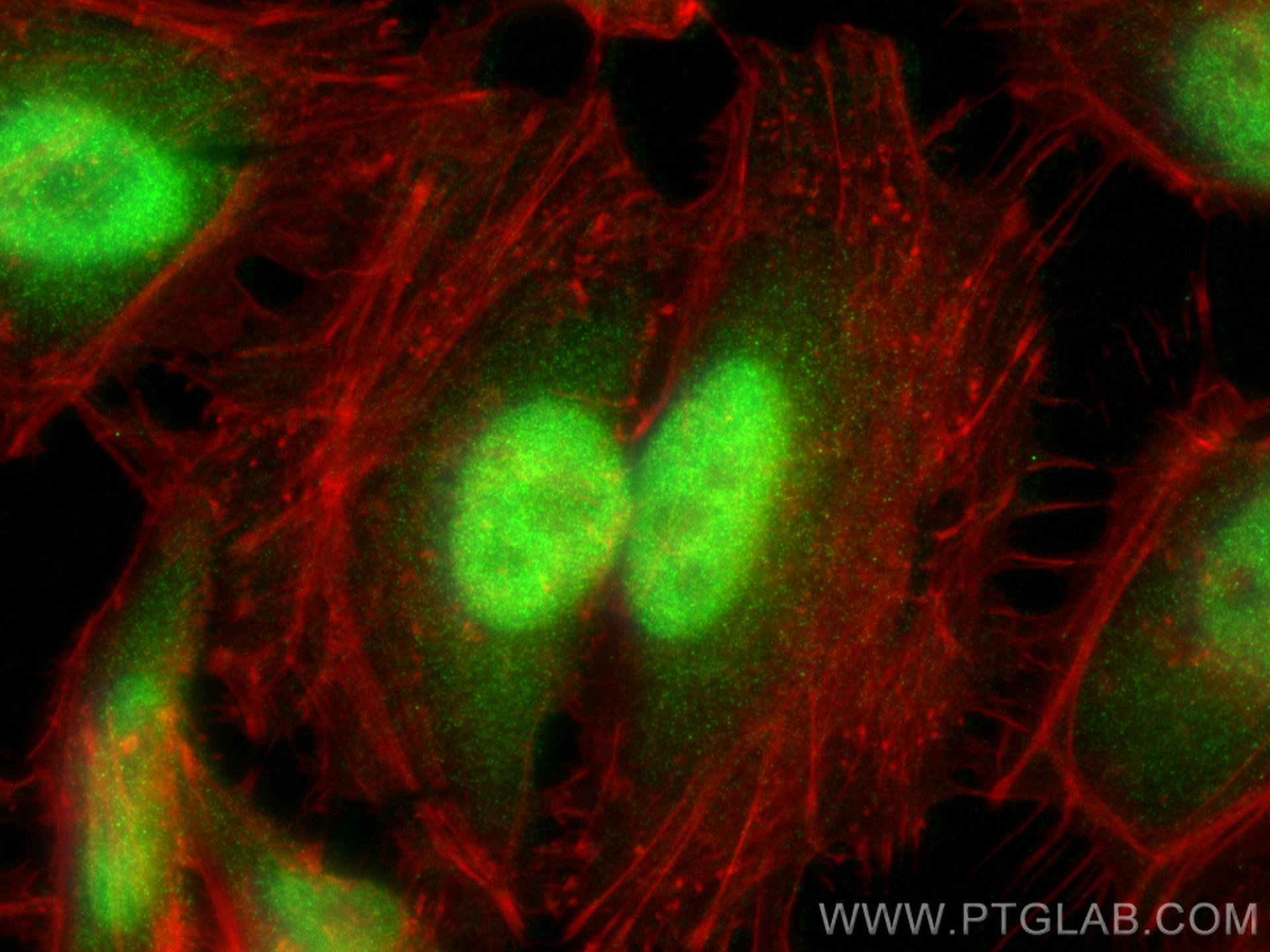 Immunofluorescence (IF) / fluorescent staining of HeLa cells using NEDD8 Polyclonal antibody (16777-1-AP)