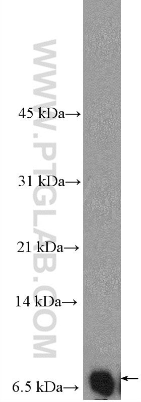 Western Blot (WB) analysis of mouse brain tissue using NEDD8 Polyclonal antibody (16777-1-AP)