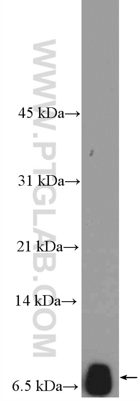 Western Blot (WB) analysis of mouse brain tissue using NEDD8 Polyclonal antibody (16777-1-AP)