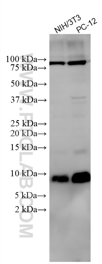 Various lysates were subjected to SDS PAGE followed by western blot with 16777-1-AP (NEDD8 antibody) at dilution of 1:8000 incubated at room temperature for 1.5 hours. Western Blot (WB) analysis of various lysates using NEDD8 Polyclonal antibody (16777-1-AP)
