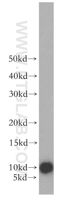 Western Blot (WB) analysis of mouse brain tissue using NEDD8 Polyclonal antibody (16777-1-AP)