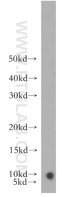 WB analysis of human heart using 16777-1-AP