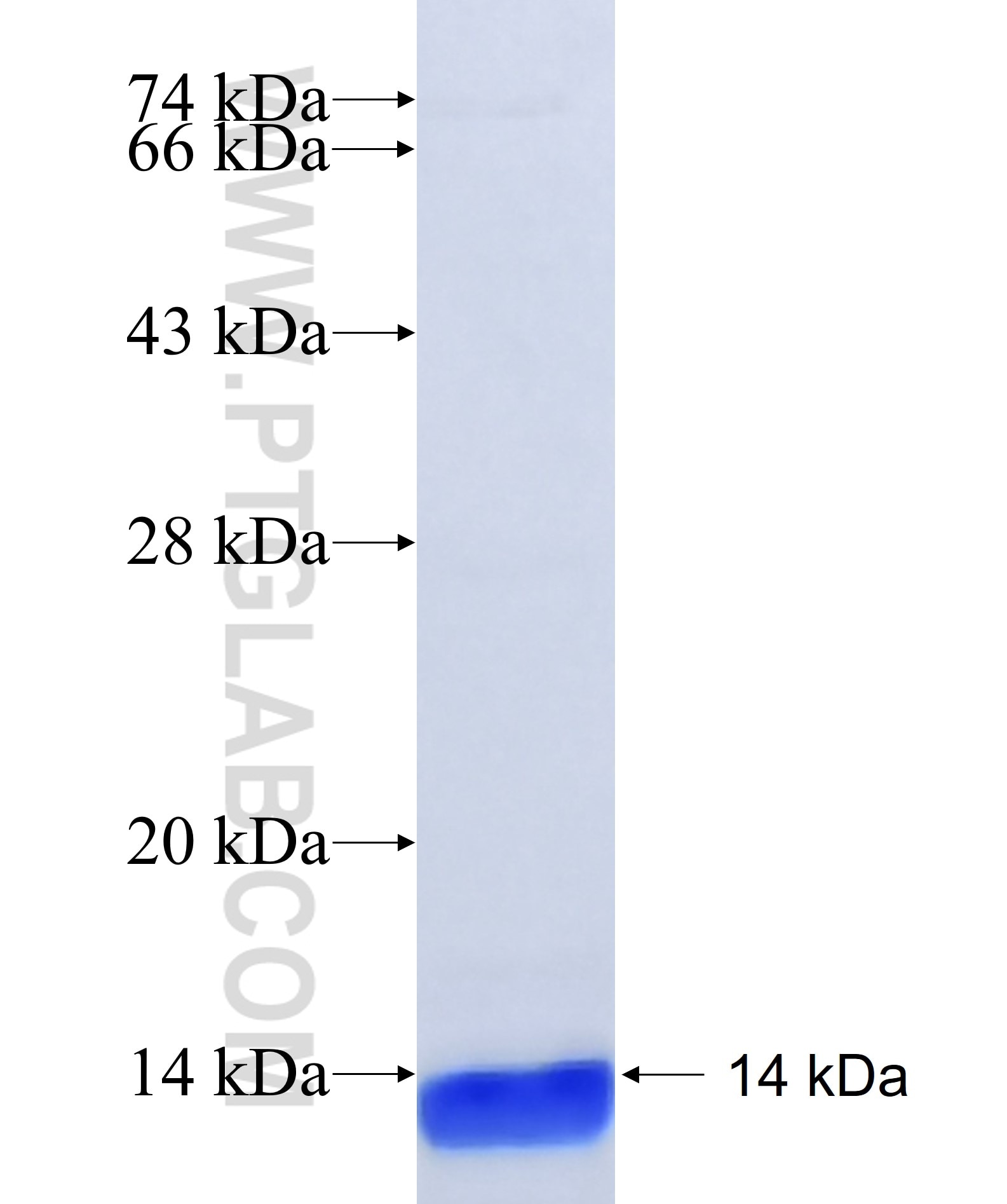 NEDD8 fusion protein Ag28651 SDS-PAGE