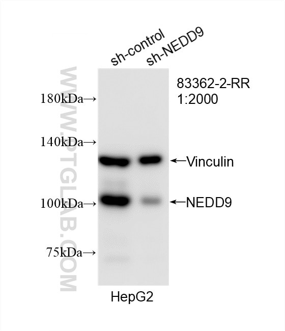 Western Blot (WB) analysis of HepG2 cells using NEDD9 Recombinant antibody (83362-2-RR)