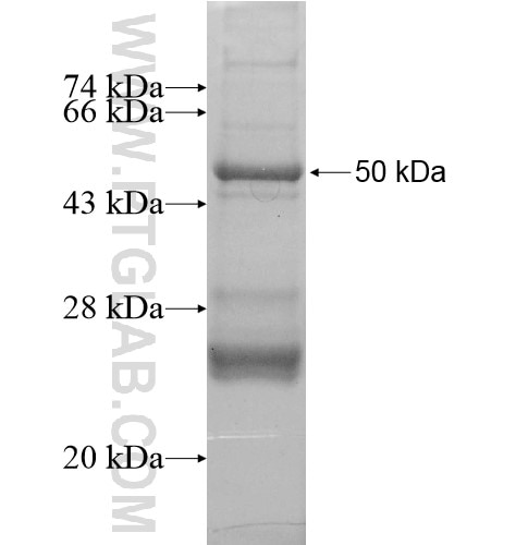 NF200 fusion protein Ag13517 SDS-PAGE