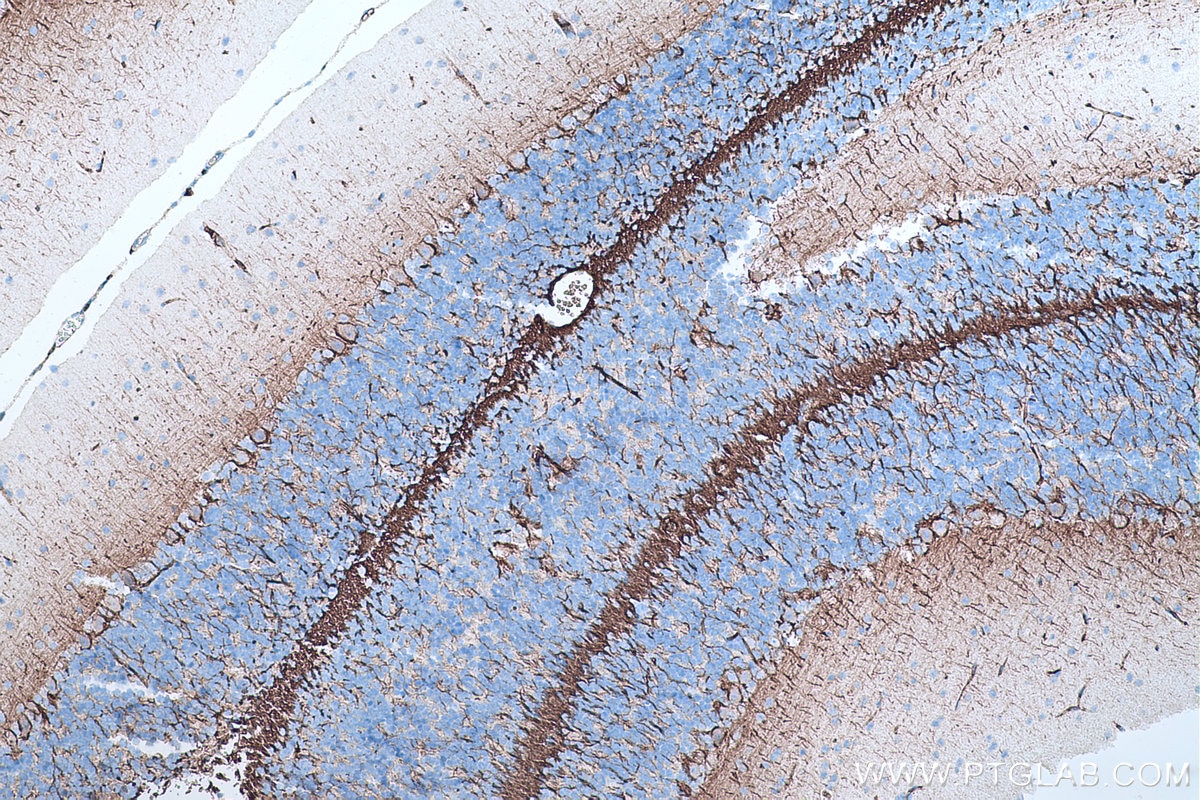 Immunohistochemistry (IHC) staining of mouse cerebellum tissue using NF-L Monoclonal antibody (60189-1-Ig)