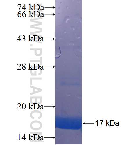 NEFM fusion protein Ag22786 SDS-PAGE