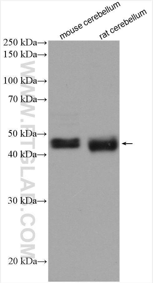 Western Blot (WB) analysis of various lysates using NEGR1 Polyclonal antibody (13674-1-AP)