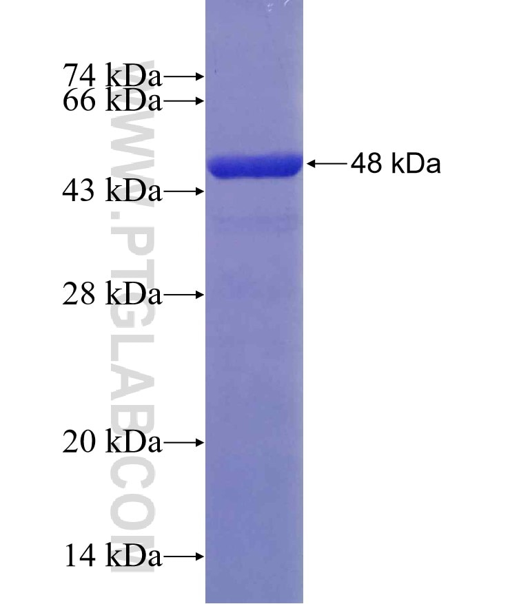 NEGR1 fusion protein Ag4659 SDS-PAGE
