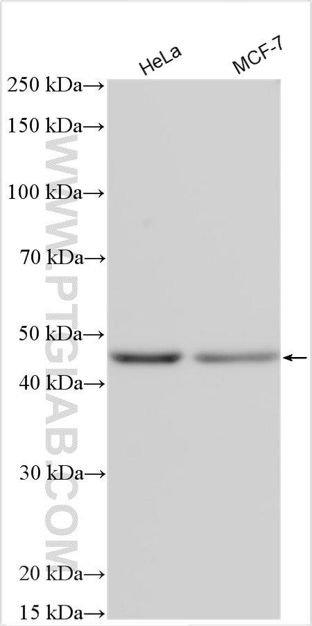Western Blot (WB) analysis of various lysates using NEIL1 Polyclonal antibody (12145-1-AP)