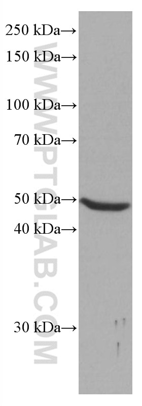 Western Blot (WB) analysis of HeLa cells using NEIL1 Monoclonal antibody (67012-1-Ig)