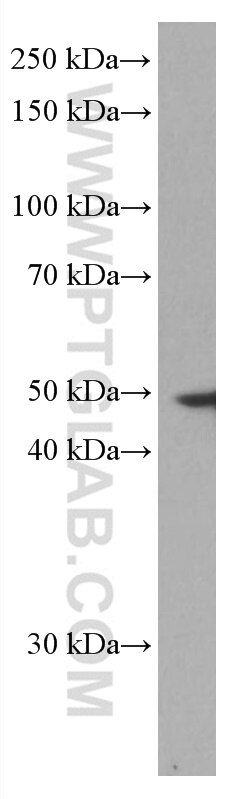 Western Blot (WB) analysis of A375 cells using NEIL1 Monoclonal antibody (67012-1-Ig)