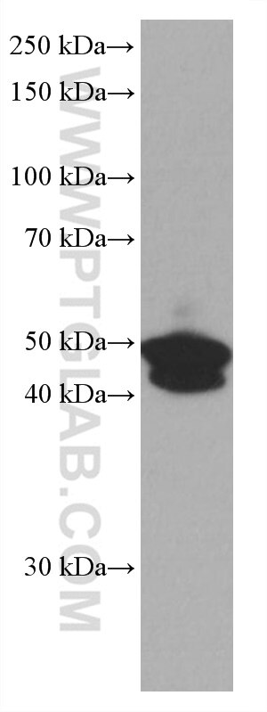 Western Blot (WB) analysis of COLO 320 cells using NEIL1 Monoclonal antibody (67012-1-Ig)