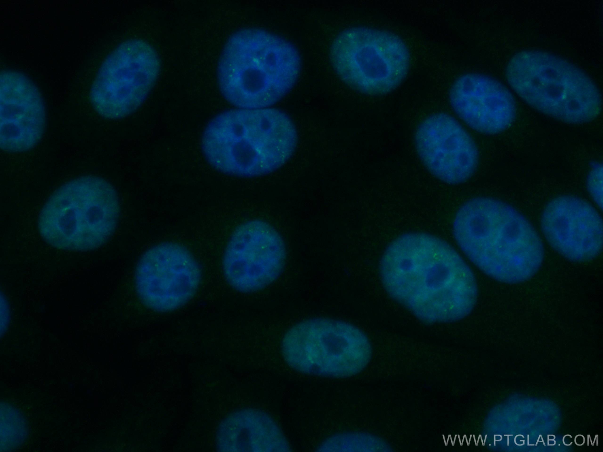 Immunofluorescence (IF) / fluorescent staining of HepG2 cells using CoraLite® Plus 488-conjugated NEIL1 Monoclonal ant (CL488-67012)