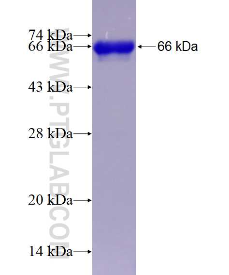 NEIL1 fusion protein Ag2793 SDS-PAGE