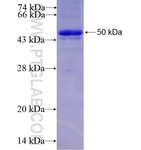 NEIL1 fusion protein Ag8307 SDS-PAGE