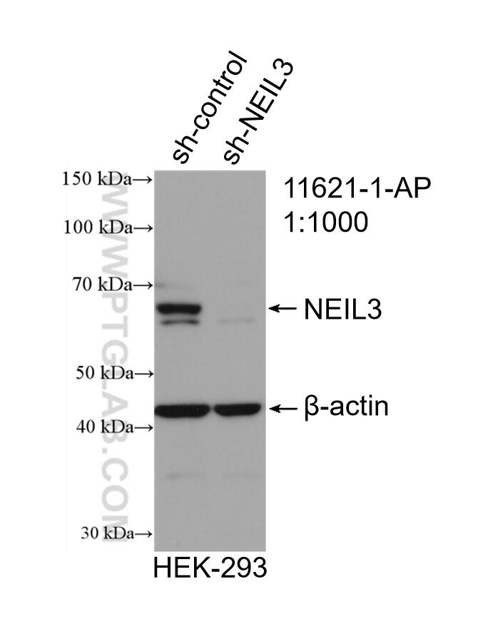 Western Blot (WB) analysis of HEK-293 cells using NEIL3 Polyclonal antibody (11621-1-AP)