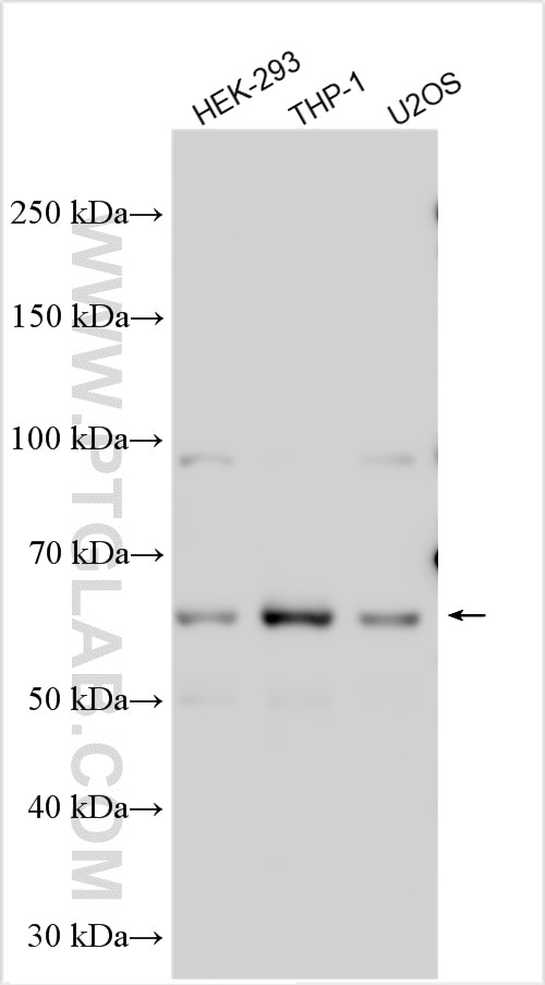 Western Blot (WB) analysis of various lysates using NEIL3 Polyclonal antibody (11621-1-AP)