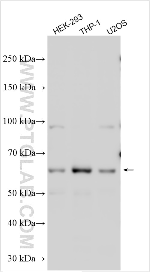 WB analysis using 11621-1-AP