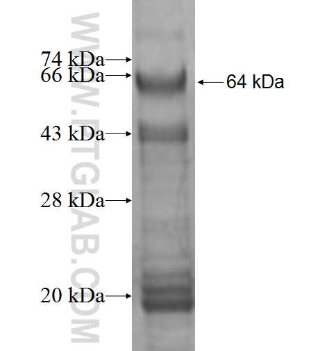 NEIL3 fusion protein Ag2200 SDS-PAGE