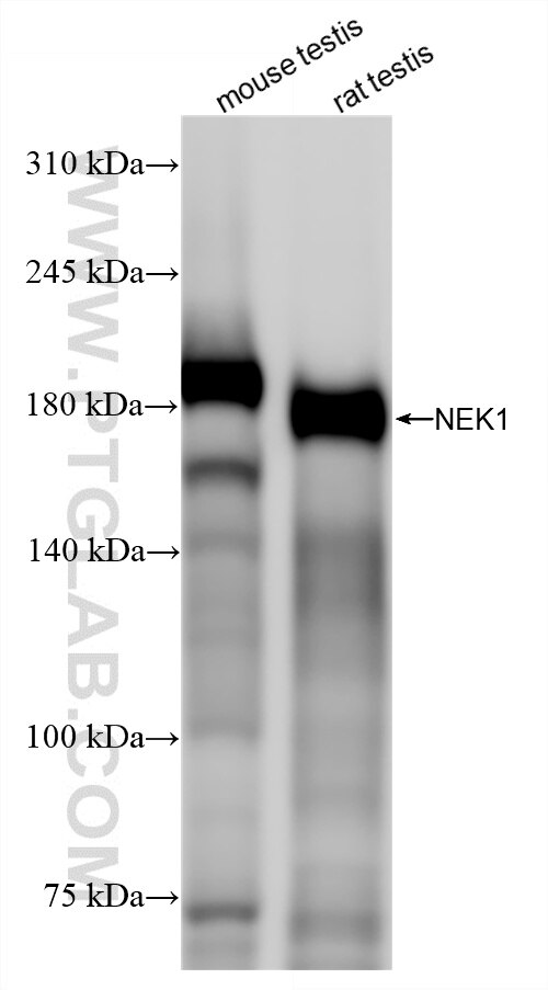 WB analysis using 86224-2-RR (same clone as 86224-2-PBS) Western Blot (WB) analysis of various lysates using NEK1 Recombinant monoclonal antibody (86224-2-RR)
