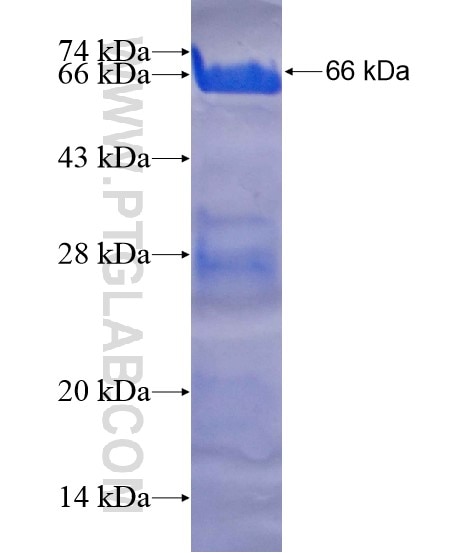 NEK1 fusion protein Ag19904 SDS-PAGE