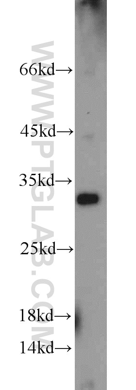 Western Blot (WB) analysis of HepG2 cells using NEK11 Polyclonal antibody (12710-1-AP)